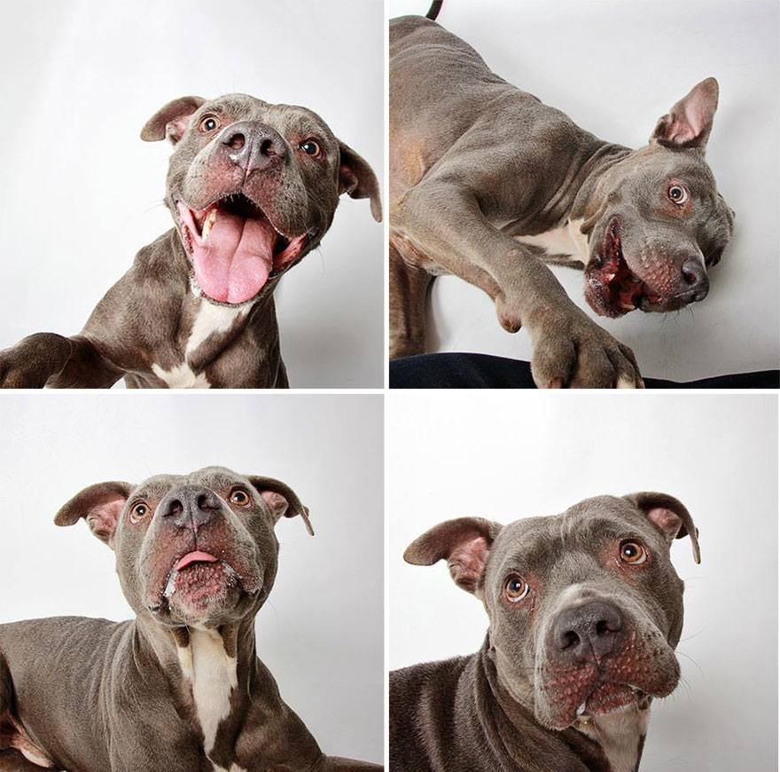 adopted-dog-teton-pitbull-humane-society-utah-22 adopted-dog-teton-pitbull-humane-society-utah-22