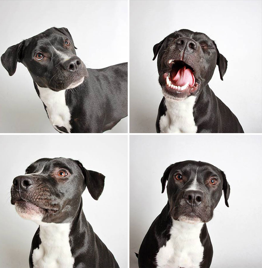 adopted-dog-teton-pitbull-humane-society-utah-9 adopted-dog-teton-pitbull-humane-society-utah-9