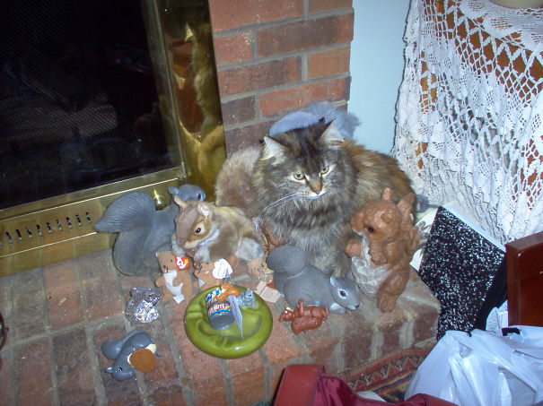 Amongst The Squirrels