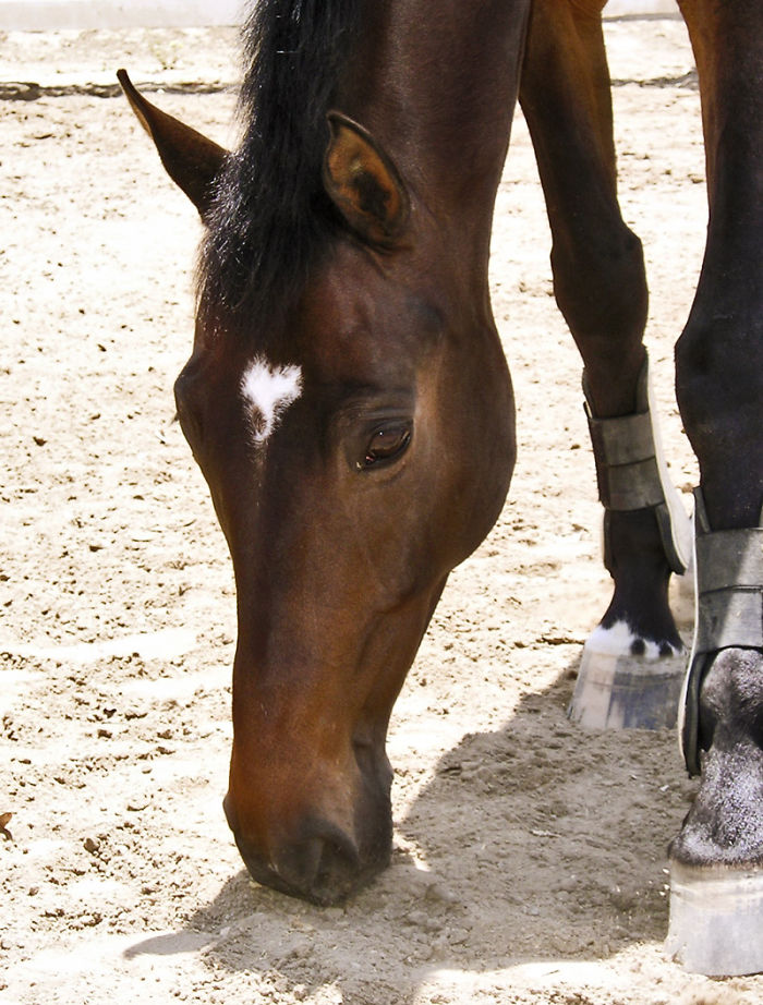 Angel Heart: His Heart Of Gold Showed On His Face