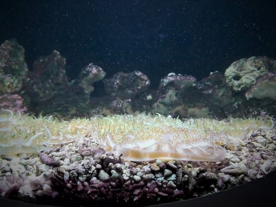 Baby Jellyfish At National Marine Aquarium In Plymouth, Uk