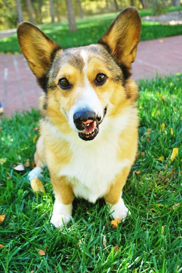 Famous Internet Corgis