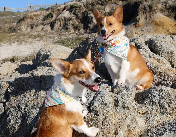 Famous Internet Corgis