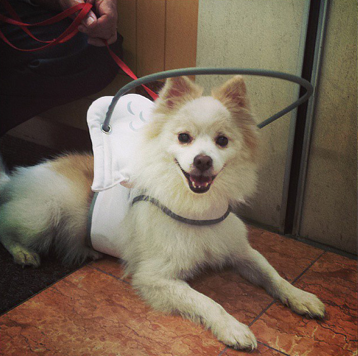 blind-dog-safety-device-muffins-halo-1 blind-dog-safety-device-muffins-halo-1