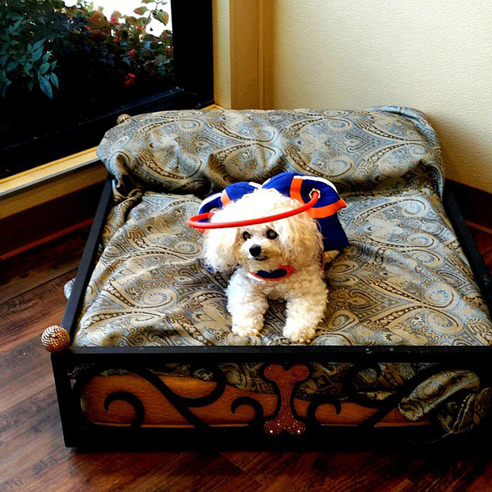 blind-dog-safety-device-muffins-halo-10 blind-dog-safety-device-muffins-halo-10