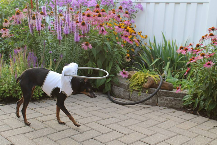 blind-dog-safety-device-muffins-halo-13 blind-dog-safety-device-muffins-halo-13