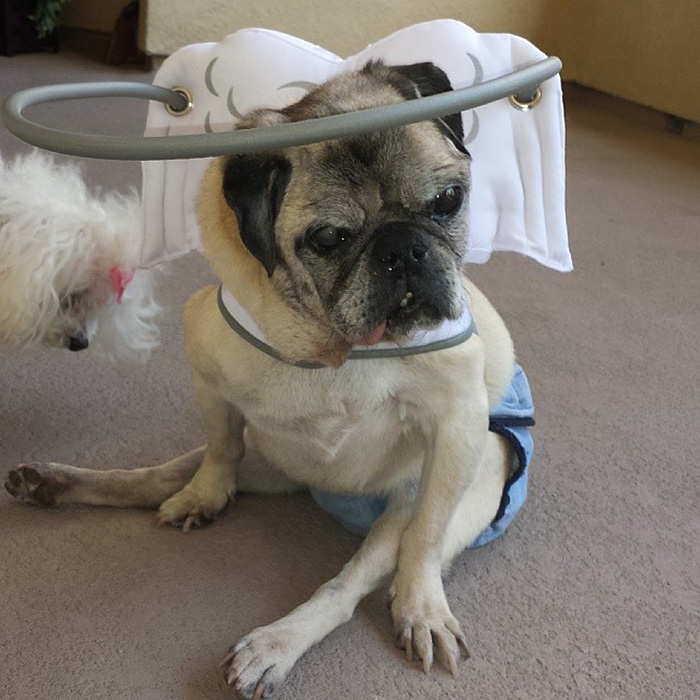 blind-dog-safety-device-muffins-halo-15 blind-dog-safety-device-muffins-halo-15