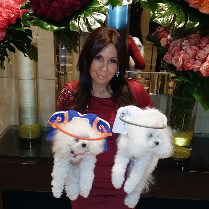 blind-dog-safety-device-muffins-halo-16 blind-dog-safety-device-muffins-halo-16