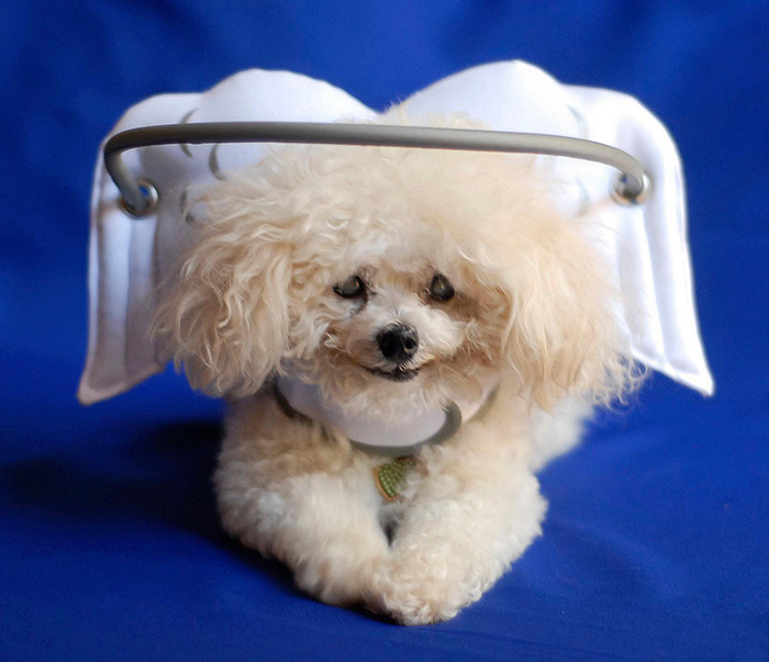 blind-dog-safety-device-muffins-halo-3 blind-dog-safety-device-muffins-halo-3