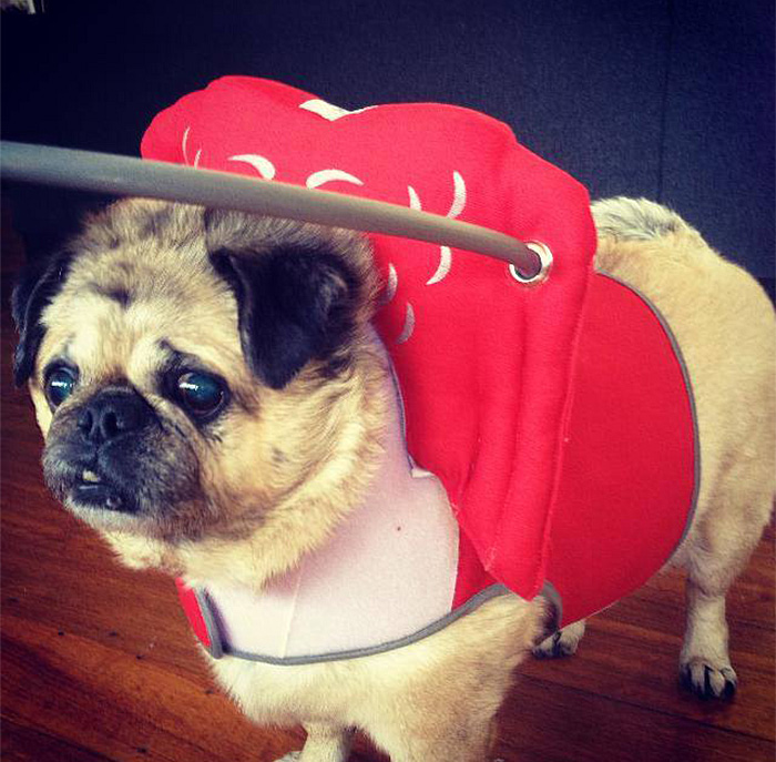 blind-dog-safety-device-muffins-halo-4 blind-dog-safety-device-muffins-halo-4