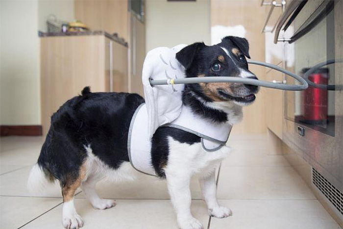 blind-dog-safety-device-muffins-halo-7 blind-dog-safety-device-muffins-halo-7