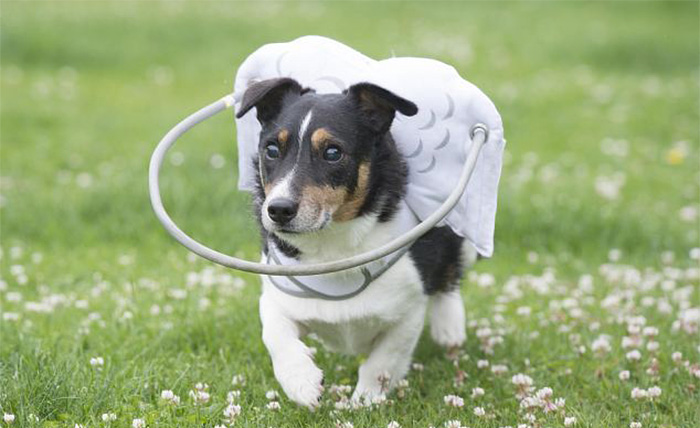 blind-dog-safety-device-muffins-halo-8 blind-dog-safety-device-muffins-halo-8