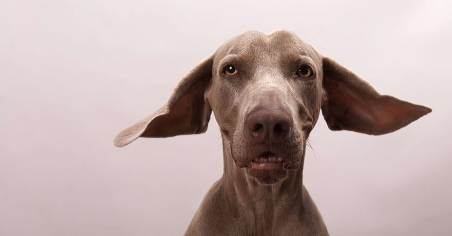 bruma-dog-photography-1 bruma-dog-photography-1