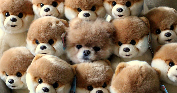 75 Pets That Are Masters Of Camouflage