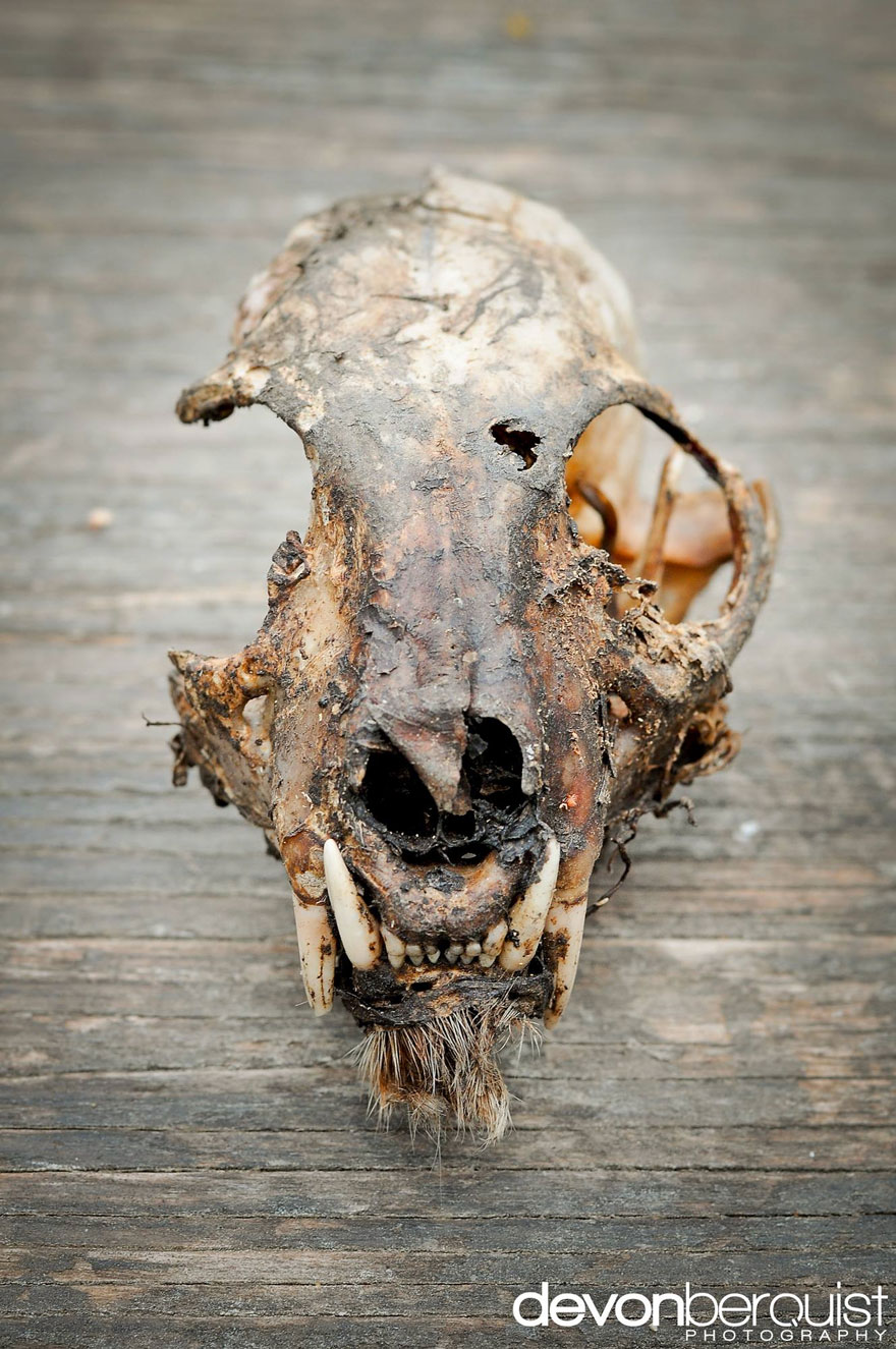 canada-wild-devon-berquist-4 canada-wild-devon-berquist-4