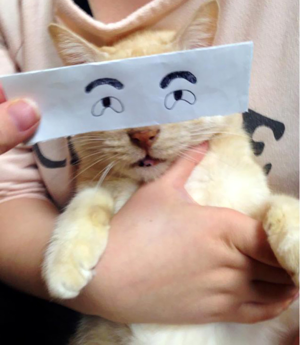 Cartoon Eyes On A Cat