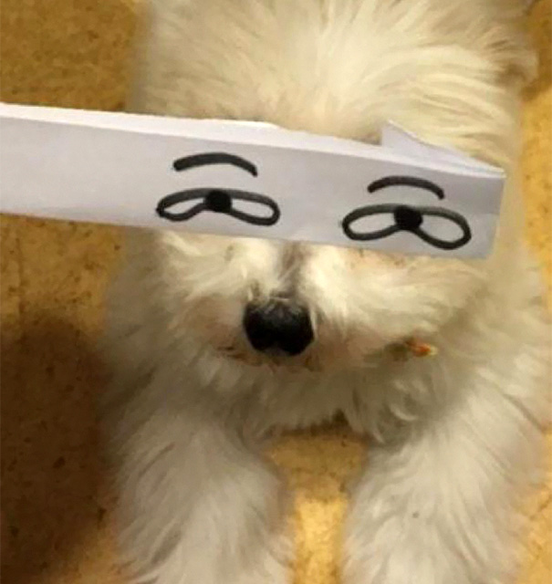 Cartoon Eyes On A Dog