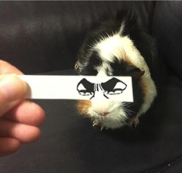 Cartoon Eyes On A Guinea Pig