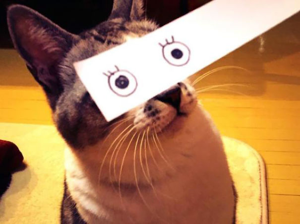 Cartoon Eyes On A Cat