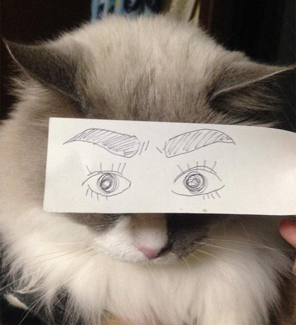 Cartoon Eyes On A Cat