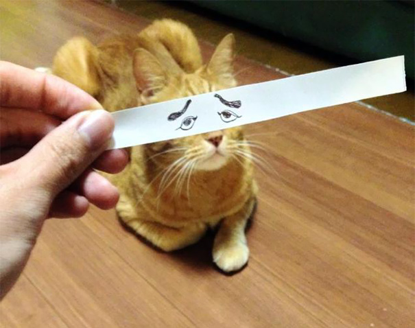 Cartoon Eyes On A Cat