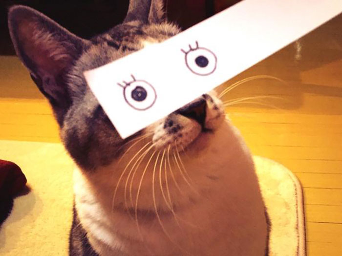 Cat Owners In Japan Are Giving Their Cats Funny Anime Eyes