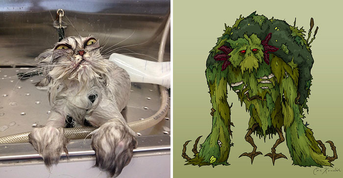 Cat Looks Like Swamp Monster