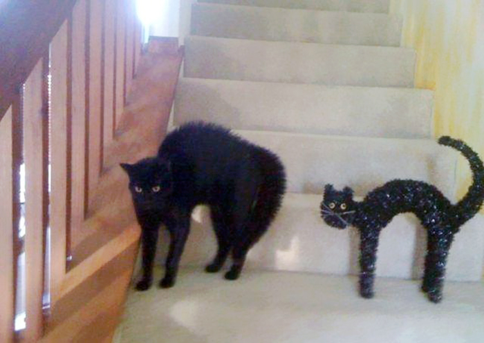 Cat Looks Like A Haloween Decoration