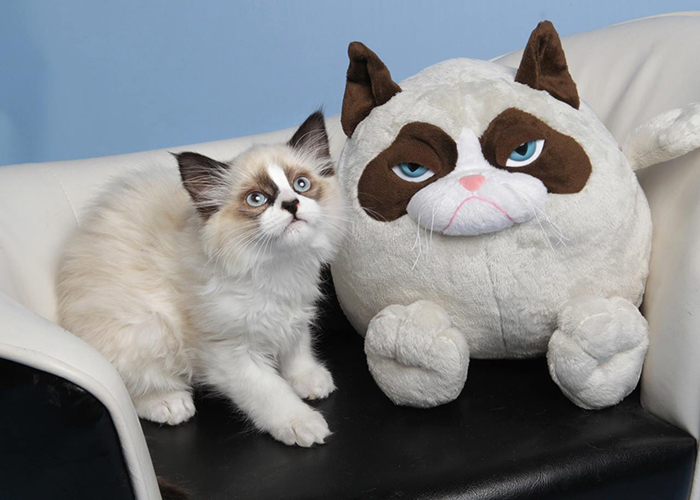 Kitty Looks Like Grumpy Cat's Toy
