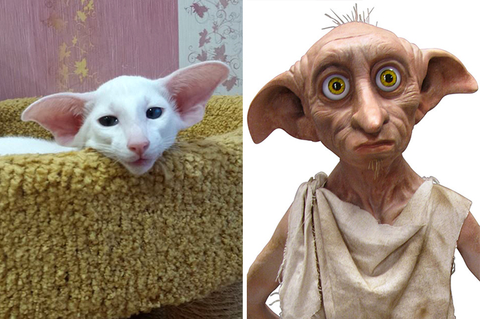 Kitty Looks Like Dobbie