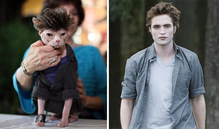 Edward Cat