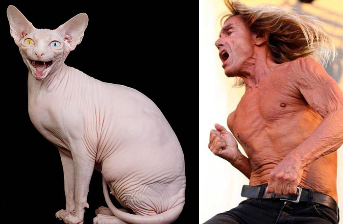 Hairless Cat Looks Like Iggy Pop