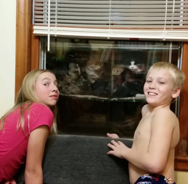 cataquarium-stray-cat-shelter-3 cataquarium-stray-cat-shelter-3