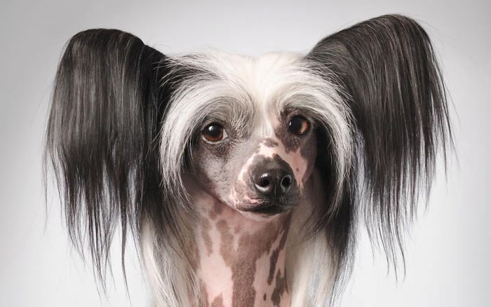 Chinese Crested Dog