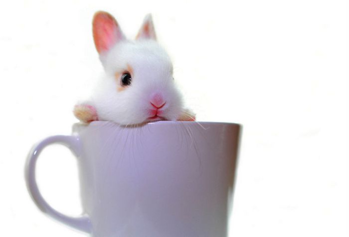 Bunny In A Cup