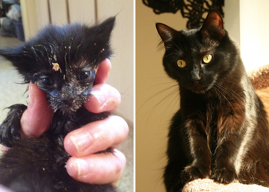 cole-and-marmalade-1 cole-and-marmalade-1