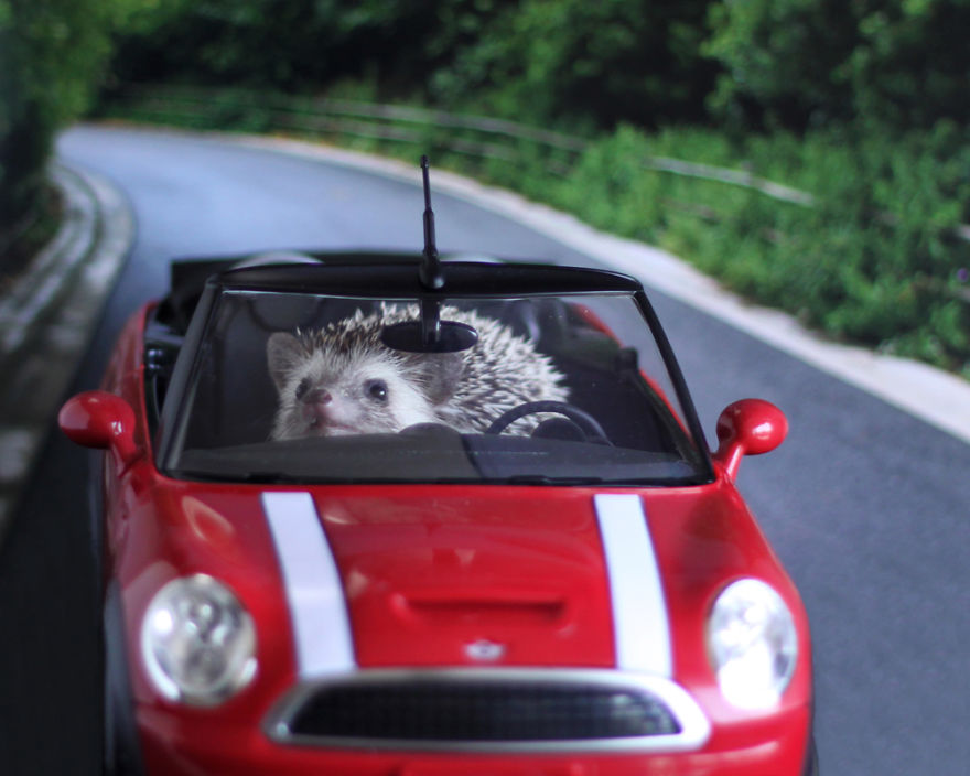 The Adventures Of Humphrey J Hedgehog