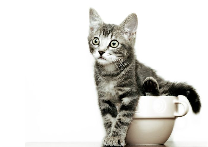 Kitty In A Cup