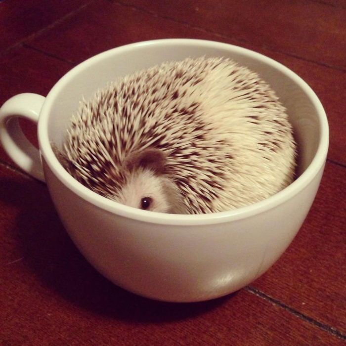 Hedgehog In A Cup
