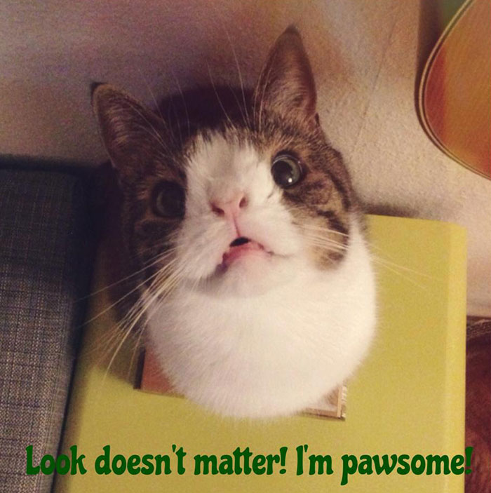 cute-cat-without-nosal-bone-monty-11