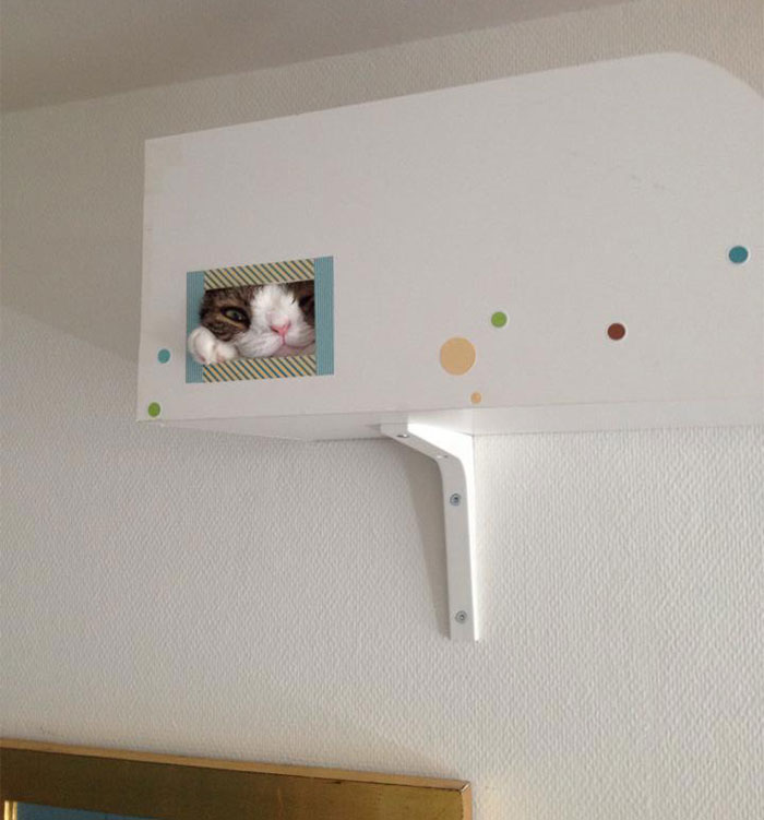 cute-cat-without-nosal-bone-monty-17 cute-cat-without-nosal-bone-monty-17