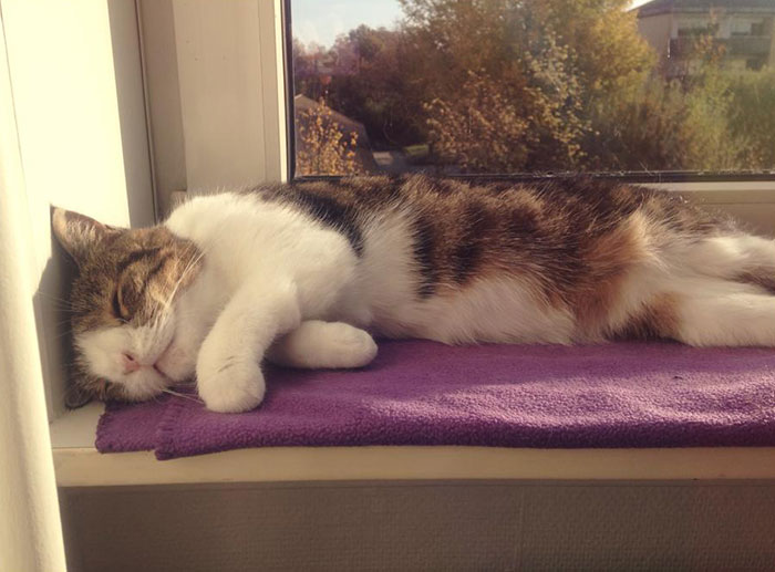 cute-cat-without-nosal-bone-monty-3