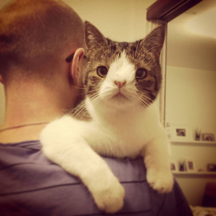 cute-cat-without-nosal-bone-monty-5