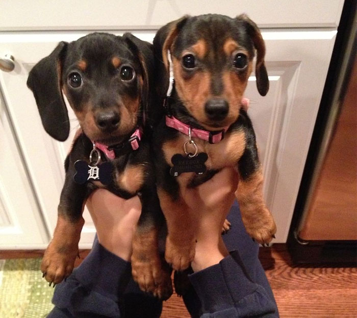 Let’s See Pictures Of Your Baby Dogs