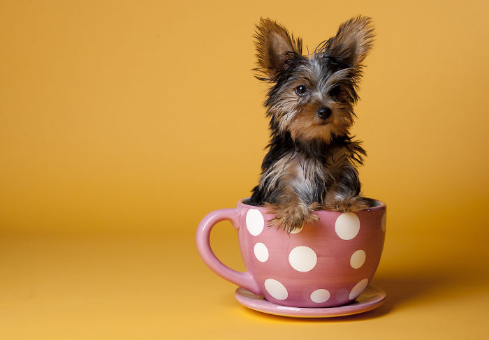 Puppy In A Cup