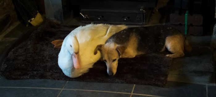 Cybil The Wonderdog & Dave The Duck