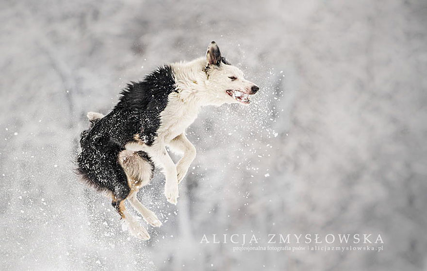 Heartwarming Dog Portraits By 19-Year-Old Polish Photographer Heartwarming Dog Portraits By 19-Year-Old Polish Photographer