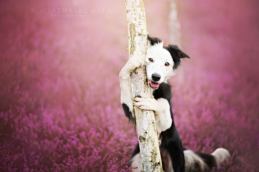 Heartwarming Dog Portraits By 19-Year-Old Polish Photographer Heartwarming Dog Portraits By 19-Year-Old Polish Photographer