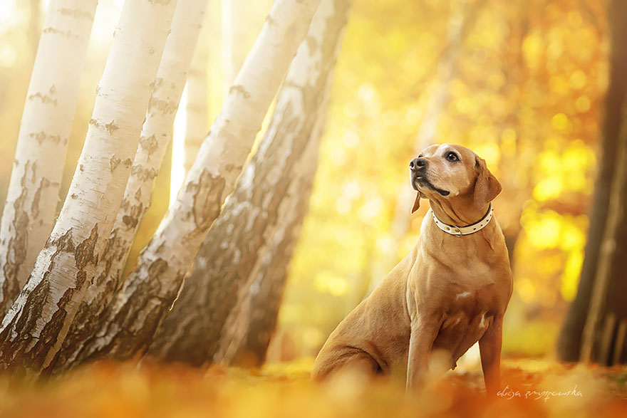 dog-photography-alicja-zmyslowska-16 dog-photography-alicja-zmyslowska-16