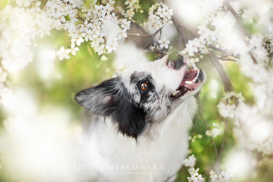 dog-photography-alicja-zmyslowska-18